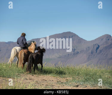 Passeggiate a cavallo sulla spiaggia longufjordur, snaefellsnes peninsula, Islanda Foto Stock