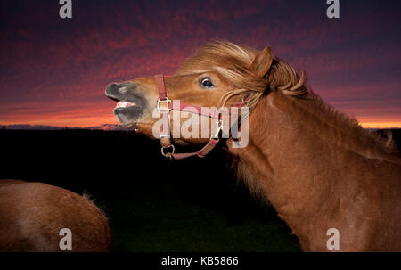 Cavallo islandese al tramonto, icealnd Foto Stock