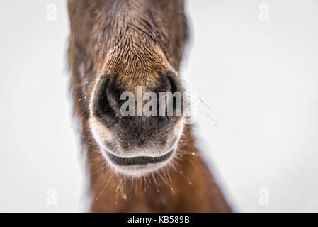 Cavallo islandese in una tempesta di neve, Islanda Foto Stock