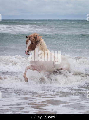 Cavallo islandese in mare, spiaggia longufjorur, snaefellsnes peninsula, Islanda Foto Stock
