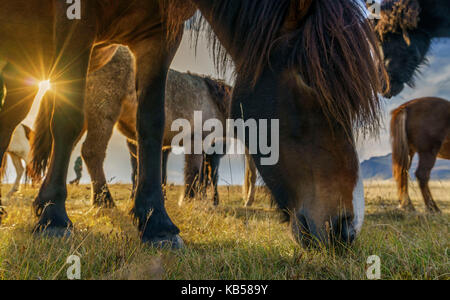 Islandese di cavalli al pascolo, Islanda Foto Stock