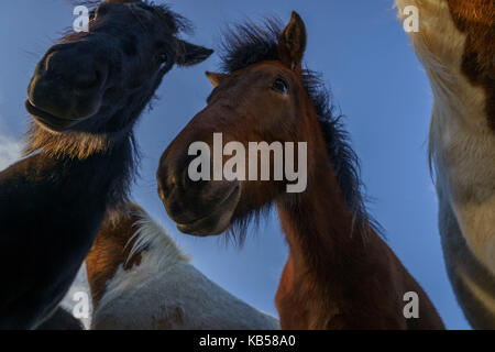 Cavalli islandesi, Islanda Foto Stock