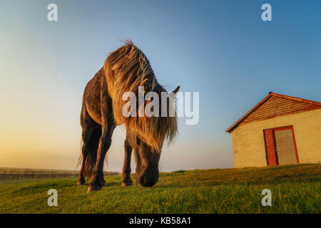 Islandese di cavallo al pascolo, Islanda Foto Stock