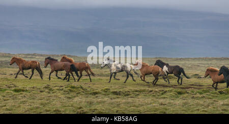 Cavalli in esecuzione in campagna, Islanda Foto Stock
