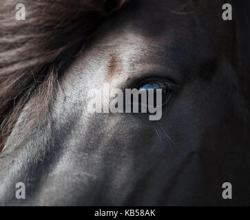 Islandese di stallone nero, Islanda Foto Stock