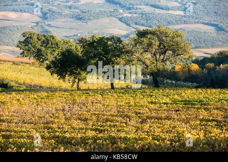 Tre alberi sono in piedi al centro di un vasto colorato toscana vigna campo Foto Stock