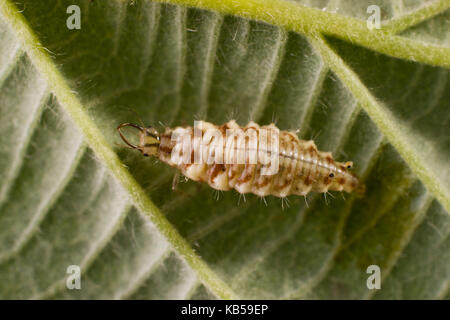 Chrysopidae, neuropterans, green lacewing larva, la maggior parte delle specie di lacewings e le loro larve sono attivi predatori e vengono spesso utilizzate per la bio. controllo