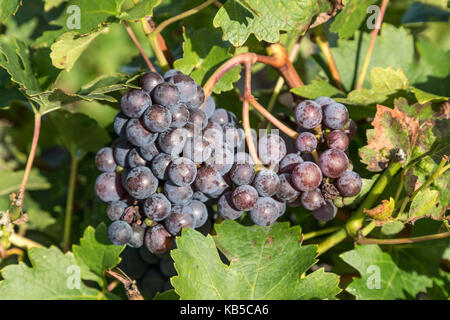 Chateau Mouton Rothschild , vigneto di Medoc, Margeaux, grevine, Bordeaux, Gironda, Aquitania, Francia, Europa, Foto Stock