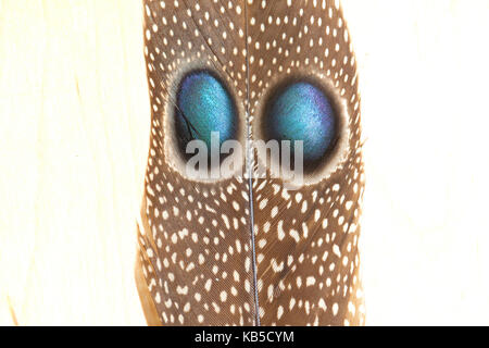 Grey Peacock Pheasant (Polyplectron bicalcaratum) piuma PRIGIONIERA Norfolk UK agosto 2017 Foto Stock
