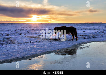 Cavallo islandese in coperta di neve paesaggio invernale al tramonto vicino alla cascata di seljalandsfoss, sud Islanda, regioni polari Foto Stock