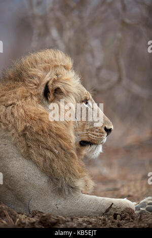 Lion (panthera leo), Kruger National Park, Sud Africa e Africa Foto Stock