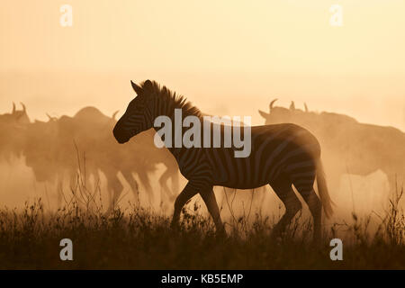La migrazione, comune zebra (Equus burchelli) e blu GNU (connochaetes taurinus), il parco nazionale del Serengeti, Tanzania Foto Stock