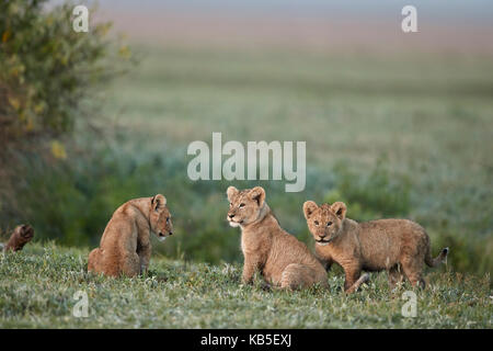 Tre lion (panthera leo) cubs, il cratere di Ngorongoro, Tanzania, Africa orientale, Africa Foto Stock