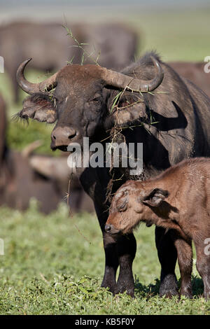 Bufali (African buffalo) (syncerus caffer) latte di mucca e di vitello, cratere di Ngorongoro, Tanzania, Africa orientale, Africa Foto Stock