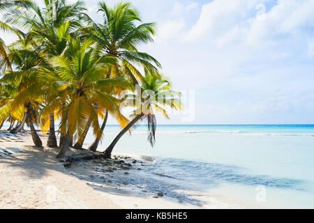 Palme di cocco crescono sulla spiaggia di sabbia bianca. mar dei Caraibi costa, Repubblica dominicana, saona island Foto Stock