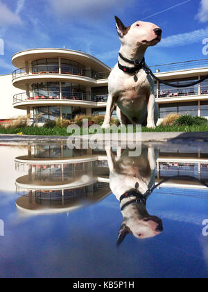 Stroud, East Sussex. Il 28 settembre 2017. Ha richiamato l'inglese Bull terrier, godersi il caldo sole di settembre al di fuori della famosa De La Warr pavillion a Bexhill. © Peter Cripps/Alamy Live News Foto Stock