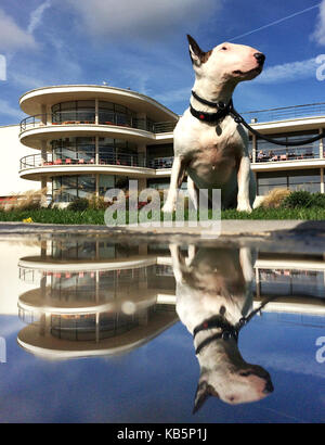 Stroud, East Sussex. Il 28 settembre 2017. Ha richiamato l'inglese Bull terrier, godersi il caldo sole di settembre al di fuori della famosa De La Warr pavillion a Bexhill. © Peter Cripps/Alamy Live News Foto Stock