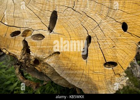 Rogalinek, wielkopolska, Polonia. 27Sep, 2017. 27 settembre 2017 - rogalinek, Polonia - i primi giorni di autunno tra enormi vecchie querce (Quercus robur) nella valle del fiume Warta. Si tratta di uno dei più grandi vecchie querce' gruppo in Europa. vi è un interessante situazione in questo settore perché entrambe le querce e coleotteri (Cerambyx cerdo che larve si nutrono tra gli altri sul bosco di querce) sono protetti. Credito: dawid tatarkiewicz/zuma filo/alamy live news Foto Stock