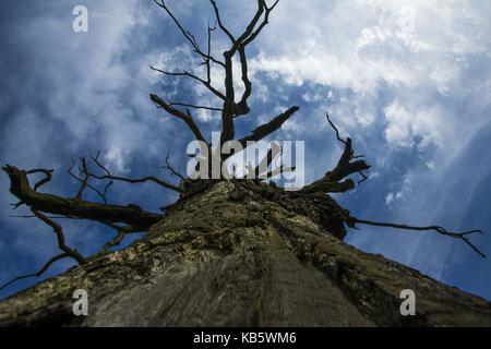 Rogalinek, wielkopolska, Polonia. 27Sep, 2017. 27 settembre 2017 - rogalinek, Polonia - i primi giorni di autunno tra enormi vecchie querce (Quercus robur) nella valle del fiume Warta. Si tratta di uno dei più grandi vecchie querce' gruppo in Europa. vi è un interessante situazione in questo settore perché entrambe le querce e coleotteri (Cerambyx cerdo che larve si nutrono tra gli altri sul bosco di querce) sono protetti. Credito: dawid tatarkiewicz/zuma filo/alamy live news Foto Stock