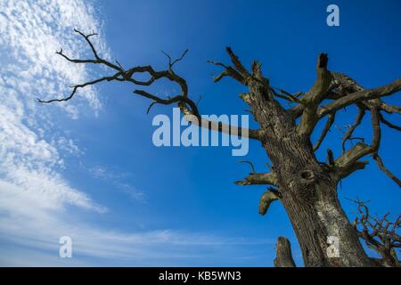 Rogalinek, wielkopolska, Polonia. 27Sep, 2017. 27 settembre 2017 - rogalinek, Polonia - i primi giorni di autunno tra enormi vecchie querce (Quercus robur) nella valle del fiume Warta. Si tratta di uno dei più grandi vecchie querce' gruppo in Europa. vi è un interessante situazione in questo settore perché entrambe le querce e coleotteri (Cerambyx cerdo che larve si nutrono tra gli altri sul bosco di querce) sono protetti. Credito: dawid tatarkiewicz/zuma filo/alamy live news Foto Stock