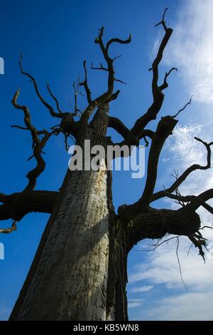 Rogalinek, wielkopolska, Polonia. 27Sep, 2017. 27 settembre 2017 - rogalinek, Polonia - i primi giorni di autunno tra enormi vecchie querce (Quercus robur) nella valle del fiume Warta. Si tratta di uno dei più grandi vecchie querce' gruppo in Europa. vi è un interessante situazione in questo settore perché entrambe le querce e coleotteri (Cerambyx cerdo che larve si nutrono tra gli altri sul bosco di querce) sono protetti. Credito: dawid tatarkiewicz/zuma filo/alamy live news Foto Stock