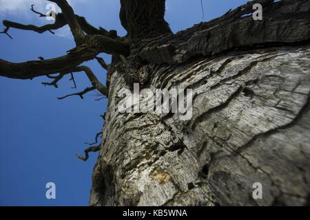 Rogalinek, wielkopolska, Polonia. 27Sep, 2017. 27 settembre 2017 - rogalinek, Polonia - i primi giorni di autunno tra enormi vecchie querce (Quercus robur) nella valle del fiume Warta. Si tratta di uno dei più grandi vecchie querce' gruppo in Europa. vi è un interessante situazione in questo settore perché entrambe le querce e coleotteri (Cerambyx cerdo che larve si nutrono tra gli altri sul bosco di querce) sono protetti. Credito: dawid tatarkiewicz/zuma filo/alamy live news Foto Stock