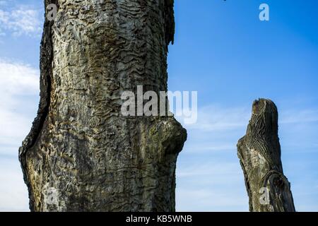 Rogalinek, wielkopolska, Polonia. 27Sep, 2017. 27 settembre 2017 - rogalinek, Polonia - i primi giorni di autunno tra enormi vecchie querce (Quercus robur) nella valle del fiume Warta. Si tratta di uno dei più grandi vecchie querce' gruppo in Europa. vi è un interessante situazione in questo settore perché entrambe le querce e coleotteri (Cerambyx cerdo che larve si nutrono tra gli altri sul bosco di querce) sono protetti. Credito: dawid tatarkiewicz/zuma filo/alamy live news Foto Stock