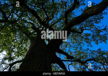 Rogalinek, wielkopolska, Polonia. 27Sep, 2017. 27 settembre 2017 - rogalinek, Polonia - i primi giorni di autunno tra enormi vecchie querce (Quercus robur) nella valle del fiume Warta. Si tratta di uno dei più grandi vecchie querce' gruppo in Europa. vi è un interessante situazione in questo settore perché entrambe le querce e coleotteri (Cerambyx cerdo che larve si nutrono tra gli altri sul bosco di querce) sono protetti. Credito: dawid tatarkiewicz/zuma filo/alamy live news Foto Stock