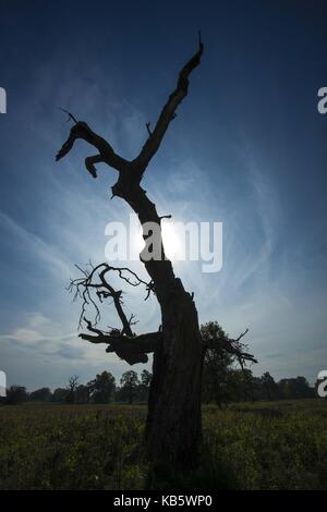 Rogalinek, wielkopolska, Polonia. 27Sep, 2017. 27 settembre 2017 - rogalinek, Polonia - i primi giorni di autunno tra enormi vecchie querce (Quercus robur) nella valle del fiume Warta. Si tratta di uno dei più grandi vecchie querce' gruppo in Europa. vi è un interessante situazione in questo settore perché entrambe le querce e coleotteri (Cerambyx cerdo che larve si nutrono tra gli altri sul bosco di querce) sono protetti. Credito: dawid tatarkiewicz/zuma filo/alamy live news Foto Stock