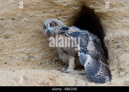 Gufo reale / europaeischer uhu ( Bubo bubo ), chick al sito di nidificazione, moulting, allungando la sua ala, la fauna selvatica, l'Europa. Foto Stock