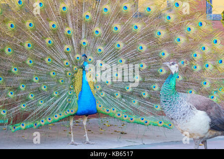 Bella peacock visualizzando la sua bella ventola per un pavone femmina a los angeles county arboretum & Botanic Garden Foto Stock