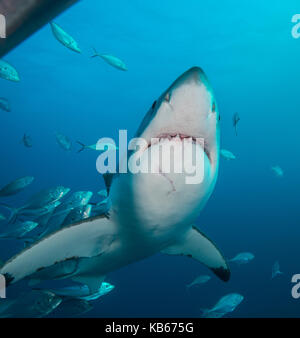 Il grande squalo bianco e martinetti carangidi, Isole Neptune, Sud Australia. Foto Stock