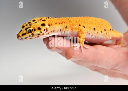 Un Leopard Gecko (Eublepharis macularius) essendo trattenuto in uno studio con uno sfondo bianco. Foto Stock