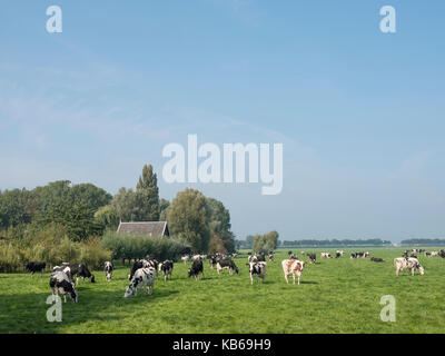 Le vacche sotto il cielo blu nel verde erboso prato estivo tra loenen e breukelen nei pressi di Utrecht nei Paesi Bassi Foto Stock