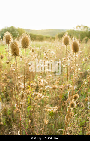 Dipsacus fullonum in autunno. wild teasel o fuller's teasel. essiccato teasel fiore testa con sfocate sullo sfondo del paesaggio. cher, Francia. Foto Stock