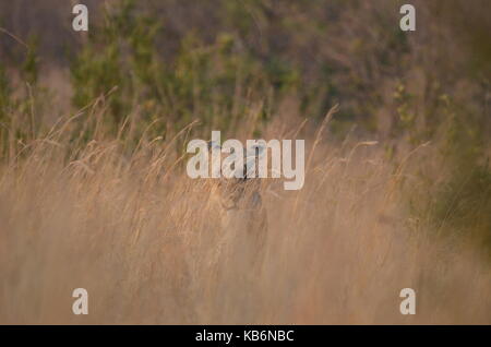 Femmina leonessa africana mimetizzato nella savana alti erba - pilanesberg, sud africa Foto Stock