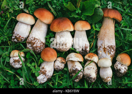 Funghi porcini freschi di erba nella foresta. sullo sfondo della natura Foto Stock