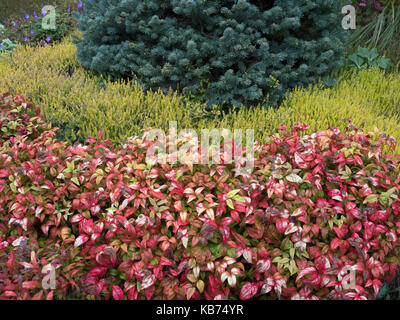 Nandina domestica " potenza di fuoco" o bambù celeste " potenza di fuoco" in autunno norfolk Foto Stock