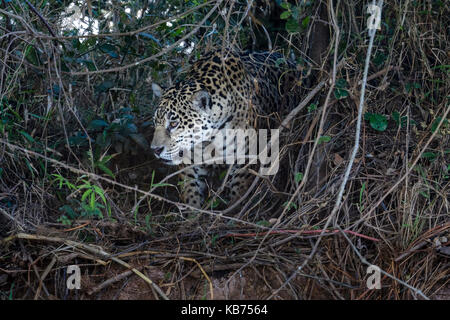 Jaguar (Panthera onca palustris) nasconde nella boccola, Brasile, Mato Grosso, pantanal Foto Stock