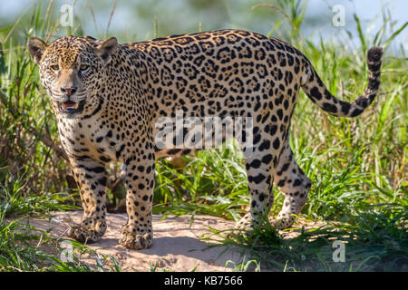 Jaguar (Panthera onca palustris) in piedi sul lungofiume, Brasile, Mato Grosso, pantanal Foto Stock