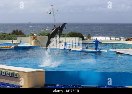 Falso Killer Whale agiscono in mostra a Okinawa Churaumi Aquarium Foto Stock