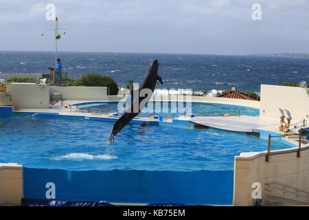 Falso Killer Whale agiscono in mostra a Okinawa Churaumi Aquarium Foto Stock