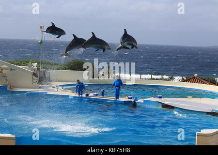 Falso Killer Whale agiscono in mostra a Okinawa Churaumi Aquarium Foto Stock