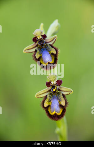 Specchio (orchidee ophrys speculum ssp. speculum) close-up, Spagna Estremadura, almaraz Foto Stock