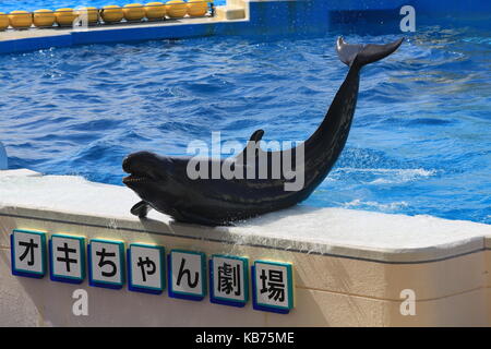 Falso Killer Whale agiscono in mostra a Okinawa Churaumi Aquarium Foto Stock