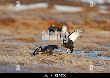 Grouses nero (Tetrao tetrix) combattimenti, Svezia, hamra, hamra parco nazionale Foto Stock