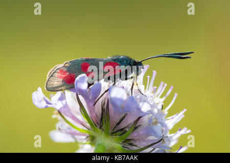 Sei-spot Burnett (zygaena filipendulae) poggiante su un puntaspilli fiore (scabiosa colombari)., Belgio, Ardenne, fotografia non è girato in città, viroinval Foto Stock