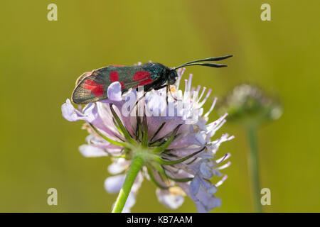 Sei-spot Burnett (zygaena filipendulae) poggiante su un puntaspilli fiore (scabiosa colombari)., Belgio, Ardenne, fotografia non è girato in città, viroinval Foto Stock