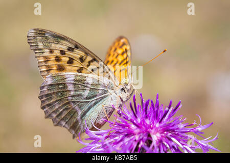 Un argento-lavato fritillary (argynnis paphia) alimentazione sul fiore di un maggiore Fiordaliso (Centaurea scabiosa), Belgio, Ardenne, fotografia non è girato in città, viroinval Foto Stock