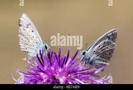 Due comuni blu (polyommatus icarus) alimentazione sul fiore di un maggiore Fiordaliso (Centaurea scabiosa)., Belgio, Ardenne, fotografia non è girato in città, viroinval Foto Stock